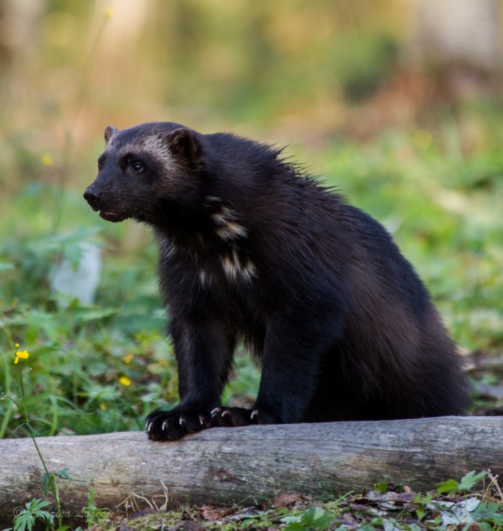 Special Mammals 7 Days 6 Nights Arctic Lakeland