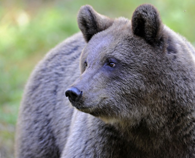 On bear s track 24H - Wild Taiga