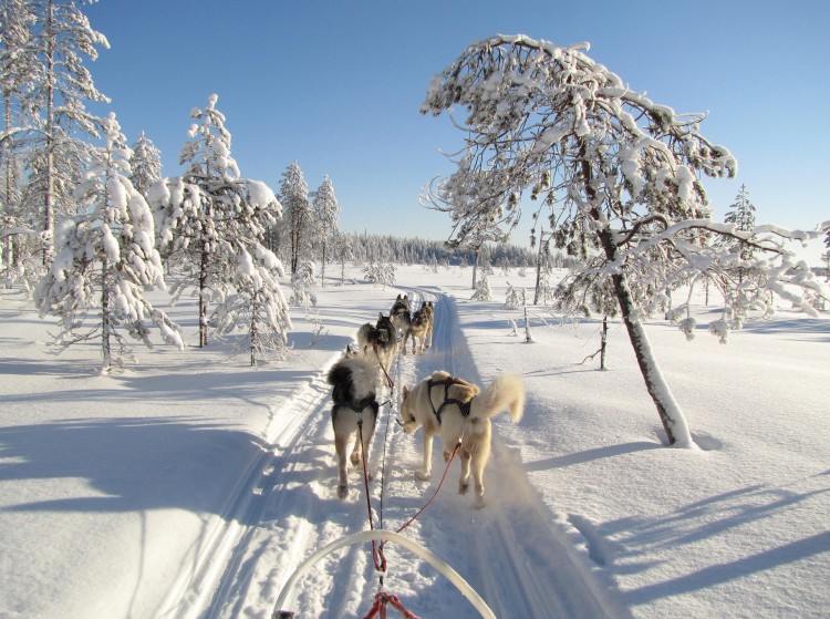 Husky Adventure Week - Wild Taiga