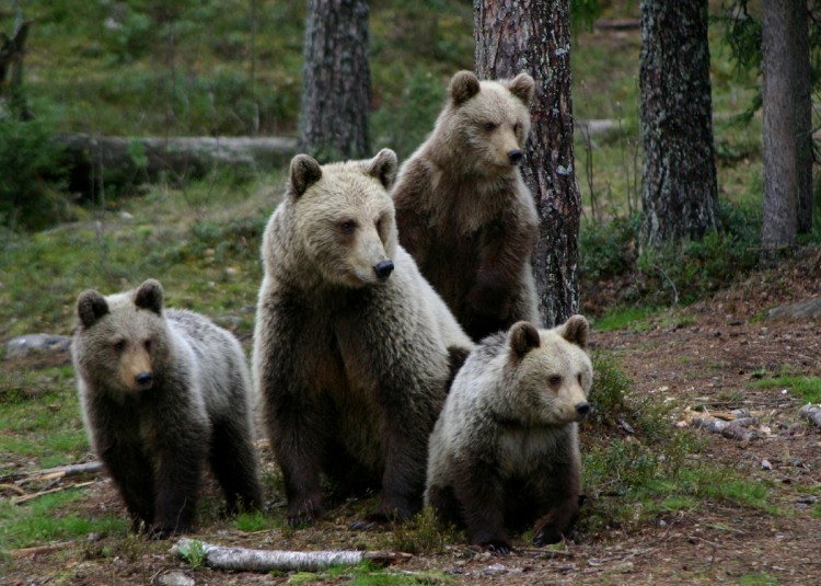 Suurpedot ja muut eläimet - Wild Taiga