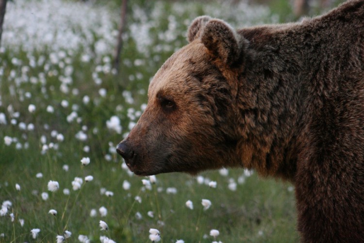 the hunter call of the wild brown bear diamond