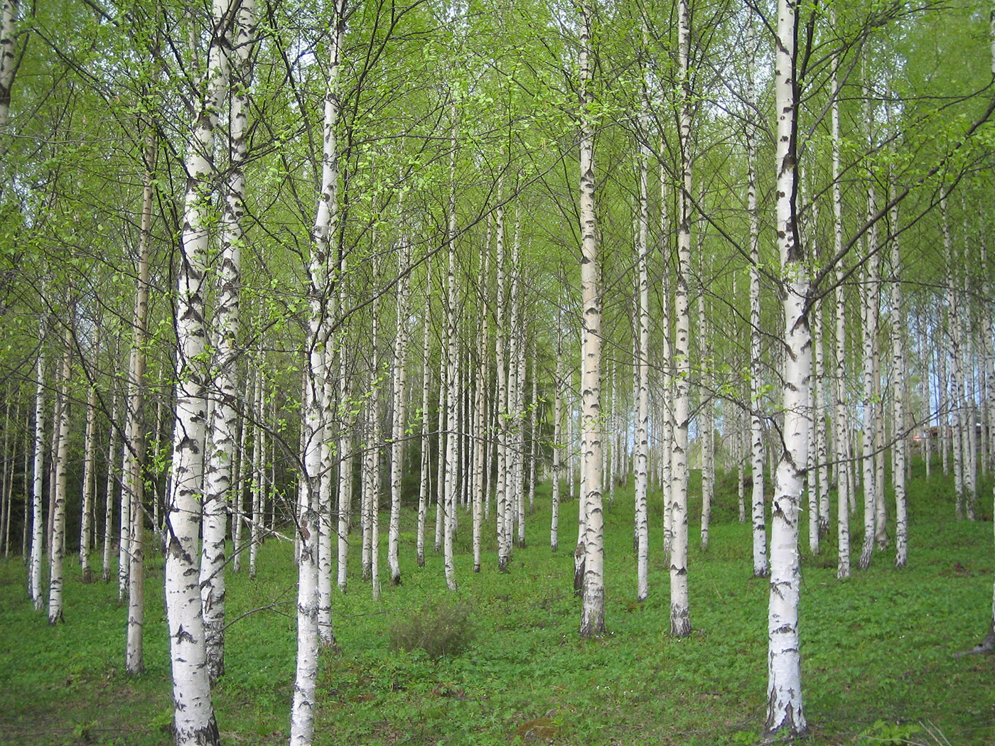 Kainuun koivumetsää