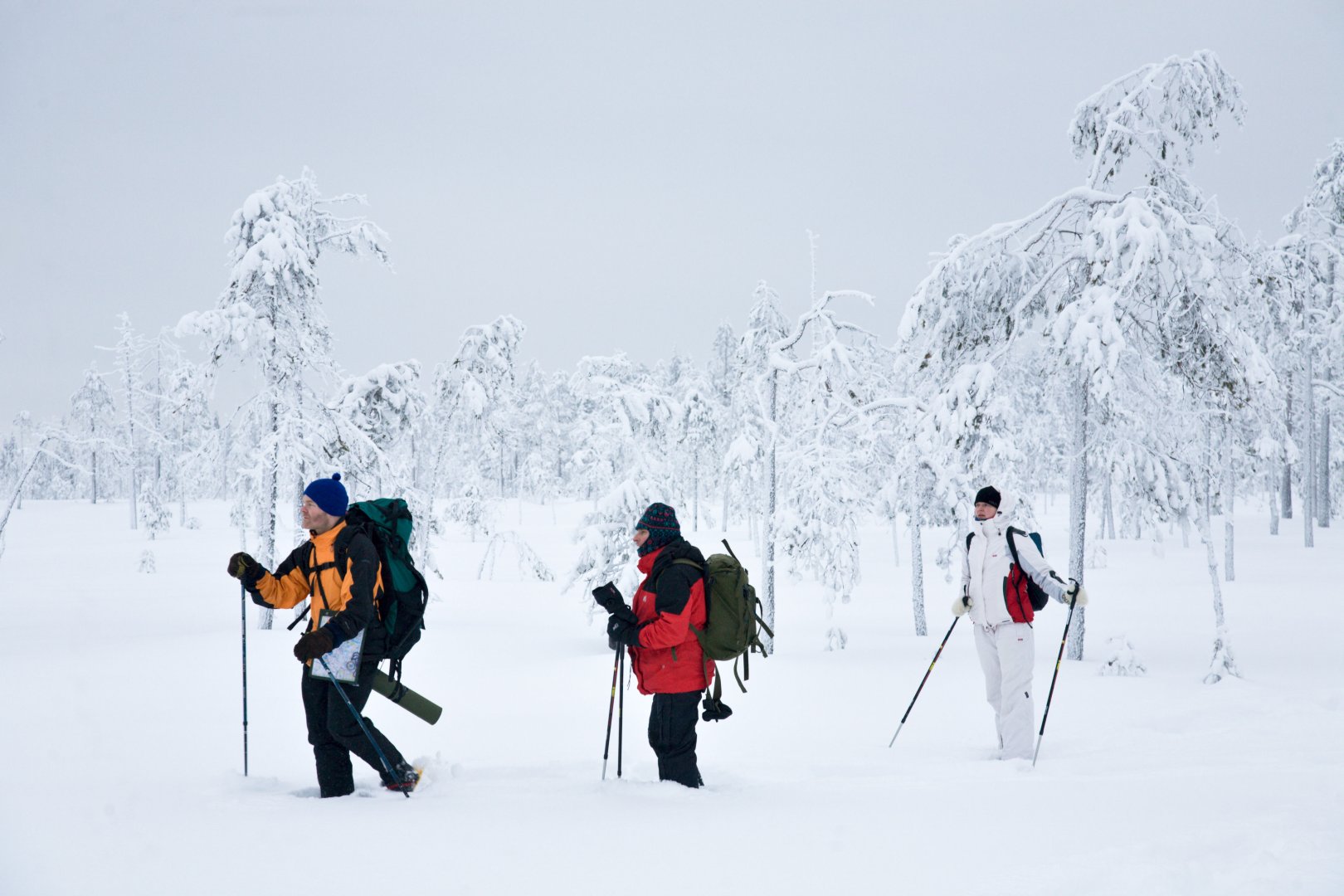 Explore the taiga forests by snowshoes