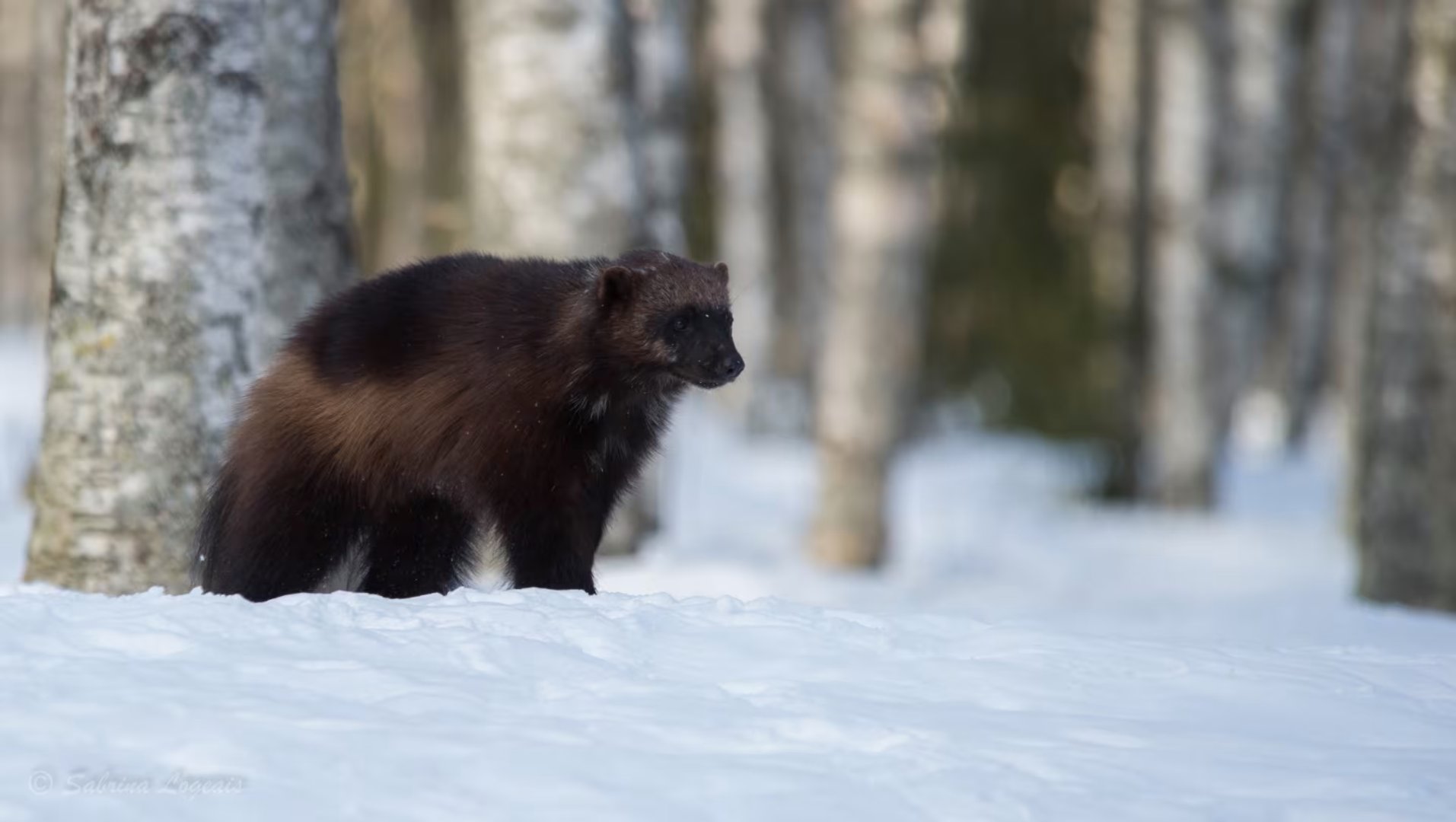 Taiga snowshoe tracking and wolverine hut